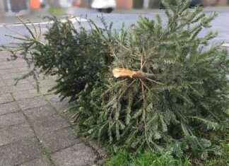 Entsorgung von Weihnachtsbäumen in Düsseldorf – Termine und Informationen entsorgung-von-weihnachtsbumen-in-dsseldorf-termine-und-nformationen