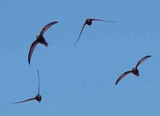 Mauersegler-Report 2024: Die Rückkehr der Mauersegler mauersegler-report-2024-die-rckkehr-der-mauersegler