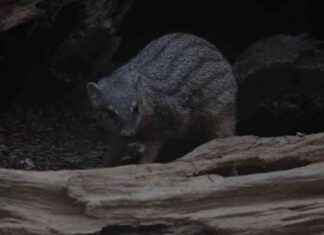 Schmalstreifenmungo im Kölner Zoo: Alles über den Neuzugang | SAT.1 NRW schmalstreifenmungo-im-klner-zoo-alles-ber-den-neuzugang-sat1-nrw