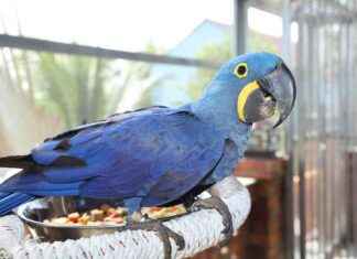 Aras im Zoo Wuppertal: Dating-Format auf SAT.1 NRW | Alle Infos aras-im-zoo-wuppertal-dating-format-auf-sat1-nrw-alle-nfos