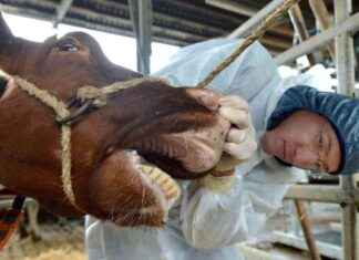 Auswirkungen der Maul- und Klauenseuche in Deutschland: Was Sie wissen müssen auswirkungen-der-maul-und-klauenseuche-in-deutschland-was-sie-wissen-mssen