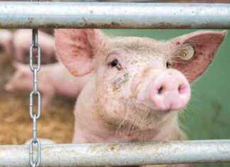 Bio-Nachhaltigkeit: Bayerns verfehlte Ziele bio-nachhaltigkeit-bayerns-verfehlte-ziele