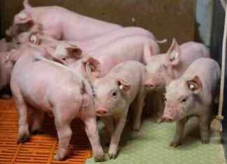 CDU/CSU Wahlprogramm: Umwelt-Albtraum in Deutschland cducsu-wahlprogramm-umwelt-albtraum-in-deutschland