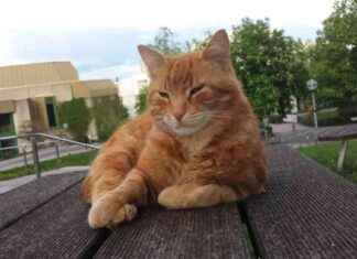 Denkmal für die Campus Cat an der Universität Augsburg abgesagt denkmal-fr-die-campus-cat-an-der-universitt-augsburg-abgesagt
