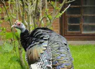 Diebstahl von Truthähnen in NRW: Aktuelle Informationen | SAT.1 diebstahl-von-truthhnen-in-nrw-aktuelle-nformationen-sat1