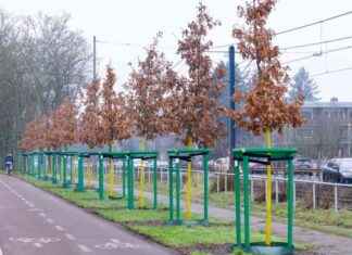 Düsseldorf grüne Offensive: Tausende neue Bäume für die Stadt dsseldorf-grne-offensive-tausende-neue-bume-fr-die-stadt