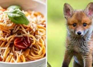 Entdecken Sie Ihr inneres Tier mit einem luxuriösen 5-Gänge-Menü entdecken-sie-hr-inneres-tier-mit-einem-luxurisen-5-gnge-men