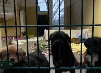 Kein Platz mehr für Tiere in Not: Tierschutz schlägt Alarm kein-platz-mehr-fr-tiere-in-not-tierschutz-schlgt-alarm