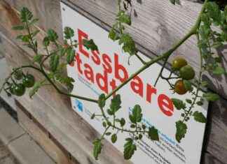 Kostenlose Hochbeete in Düsseldorf: Essbare Stadt für Bürger*innen – Ddorf-Aktuell kostenlose-hochbeete-in-dsseldorf-essbare-stadt-fr-brgerinnen-ddorf-aktuell