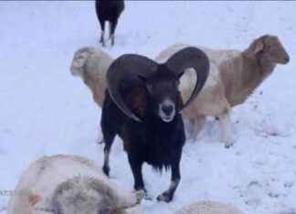 Mufflons: Verhalten, Paarungszeit und Nachwuchs – Alles über die Tiere in NRW mufflons-verhalten-paarungszeit-und-nachwuchs-alles-ber-die-tiere-in-nrw