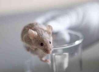Neue Entwicklung: Mäuse mit zwei Vätern und ohne mütterliches Erbgut neue-entwicklung-muse-mit-zwei-vtern-und-ohne-mtterliches-erbgut