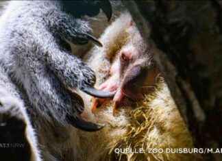 Neuer Star im Zoo Duisburg – Alle Infos zur Sendung SAT.1 NRW neuer-star-im-zoo-duisburg-alle-nfos-zur-sendung-sat1-nrw