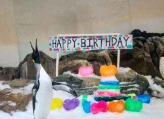 Pesto: Ein Pinguin wird zum Weltstar! pesto-ein-pinguin-wird-zum-weltstar