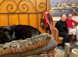 Rückkehr des vermissten Katers Aramis: Übergabe in Leer auf Norderney rckkehr-des-vermissten-katers-aramis-bergabe-in-leer-auf-norderney