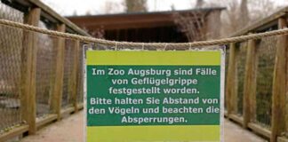 risiken-und-gefahren-der-vogelgrippe-was-man-wissen-sollte