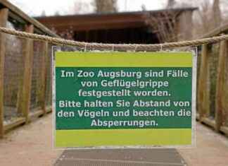 Risiken und Gefahren der Vogelgrippe: Was man wissen sollte risiken-und-gefahren-der-vogelgrippe-was-man-wissen-sollte