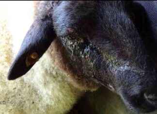 Schaf gerettet: Feuerwehrhelden im Einsatz | SAT.1 NRW – Infopage zur Rettungsaktion schaf-gerettet-feuerwehrhelden-im-einsatz-sat1-nrw-nfopage-zur-rettungsaktion