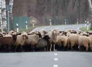 Schafunfall: Tödlicher Unfall mit Schafen auf der Straße schafunfall-tdlicher-unfall-mit-schafen-auf-der-strae