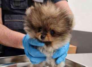 Schmuggel am Flughafen Köln/Bonn: Zoll entdeckt Hundewelpen im Gepäck schmuggel-am-flughafen-klnbonn-zoll-entdeckt-hundewelpen-im-gepck