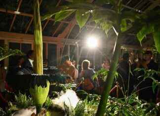 Seltene Stinke-Blume Putricia begeistert Fans in Sydney seltene-stinke-blume-putricia-begeistert-fans-in-sydney