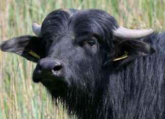 Tierseuchenprävention in Bayern: Vorbereitung und Maßnahmen im Überblick. tierseuchenprvention-in-bayern-vorbereitung-und-manahmen-im-berblick