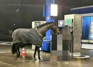Ungewöhnlicher Einsatz: Pferd an der Zapfsäule in Meinerzhagen ungewhnlicher-einsatz-pferd-an-der-zapfsule-in-meinerzhagen
