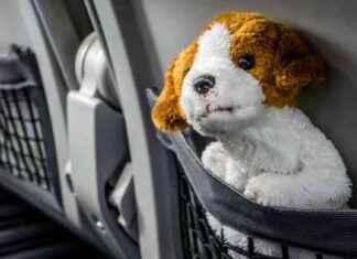 Vergessene Gegenstände in Zügen und Flugzeugen: Kuriose Fundstücke von Reisenden vergessene-gegenstnde-in-zgen-und-flugzeugen-kuriose-fundstcke-von-reisenden