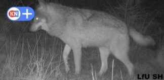 Verletzter Wolf im Segeberger Rudel: Unterwegs auf drei Beinen verletzter-wolf-im-segeberger-rudel-unterwegs-auf-drei-beinen