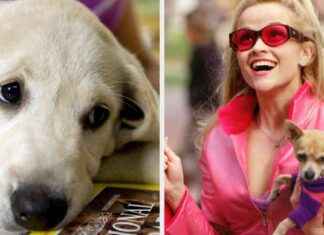 Warnung an Hundebesitzer: Dieses vermeintlich harmlose Verhalten kann Ihrem Haustier schaden. warnung-an-hundebesitzer-dieses-vermeintlich-harmlose-verhalten-kann-hrem-haustier-schaden