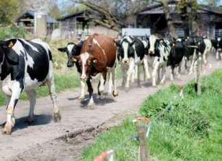 Warum Fleisch und Milch das Klima belasten: Lösungsansätze von Umweltschützern warum-fleisch-und-milch-das-klima-belasten-lsungsanstze-von-umweltschtzern