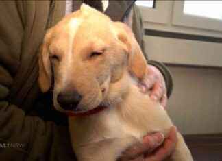 Welpen mit Behinderung suchen ein Zuhause | SAT.1 NRW – Die Infopage zur Sendung welpen-mit-behinderung-suchen-ein-zuhause-sat1-nrw-die-nfopage-zur-sendung