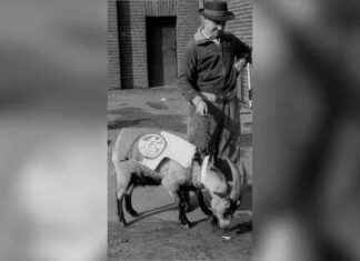 1. FC Köln: Maskottchen Hennes I. in Hall of Fame geehrt | SAT.1 NRW 1-fc-kln-maskottchen-hennes-in-hall-of-fame-geehrt-sat1-nrw