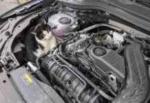 Blinder Passagier im Auto: Katze erkundet das Sauerland blinder-passagier-im-auto-katze-erkundet-das-sauerland