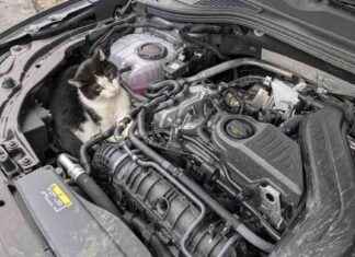 Blinder Passagier im Auto: Katze erkundet das Sauerland blinder-passagier-im-auto-katze-erkundet-das-sauerland