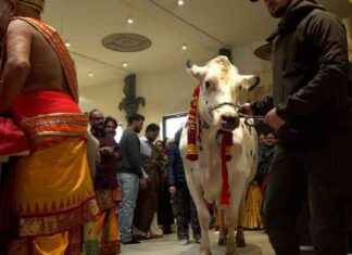 Die Bedeutung der Heiligen Kuh in Schwerte auf SAT.1 NRW die-bedeutung-der-heiligen-kuh-in-schwerte-auf-sat1-nrw