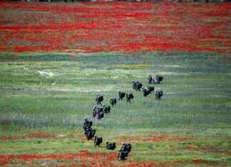 Die Realität des Friedens: Herausforderungen und Chancen in der modernen Welt die-realitt-des-friedens-herausforderungen-und-chancen-in-der-modernen-welt