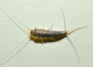 Effektive Hausmittel gegen Silberfische: Tipps zur Schädlingsbekämpfung effektive-hausmittel-gegen-silberfische-tipps-zur-schdlingsbekmpfung