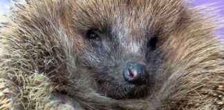 Igel suchen ein Zuhause | Infopage zu SAT.1 NRW – Sendungshighlights gel-suchen-ein-zuhause-nfopage-zu-sat1-nrw-sendungshighlights