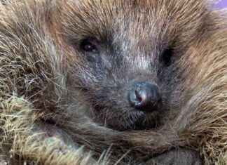 Igel suchen ein Zuhause | Infopage zu SAT.1 NRW – Sendungshighlights gel-suchen-ein-zuhause-nfopage-zu-sat1-nrw-sendungshighlights