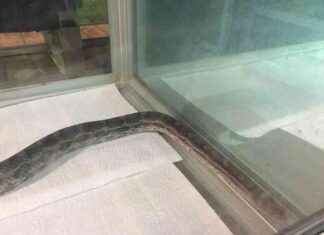 Giftschlange in Bochumer Wohnung gefunden: Aktuelle Nachrichten – SAT.1 NRW giftschlange-in-bochumer-wohnung-gefunden-aktuelle-nachrichten-sat1-nrw