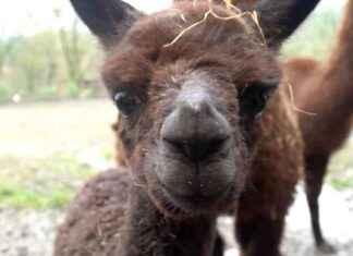 Glückliche Babys im Alpakagehege | SAT.1 NRW: Sendungsinformationen glckliche-babys-im-alpakagehege-sat1-nrw-sendungsinformationen