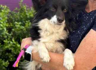 Hundefachausstellung: Ein Überblick über die Westminster Kennel Club Show hundefachausstellung-ein-berblick-ber-die-westminster-kennel-club-show