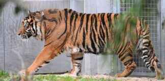 junge-tiger-im-zoo-frankfurt-entdecken-sie-die-sen-neuankmmlinge