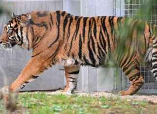 Junge Tiger im Zoo Frankfurt: Entdecken Sie die süßen Neuankömmlinge! junge-tiger-im-zoo-frankfurt-entdecken-sie-die-sen-neuankmmlinge