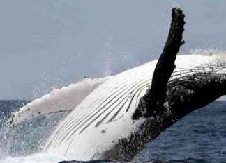 Kajakfahrer von Buckelwal verschluckt und ausgespuckt: Chile Ereignis – WELT kajakfahrer-von-buckelwal-verschluckt-und-ausgespuckt-chile-ereignis-welt