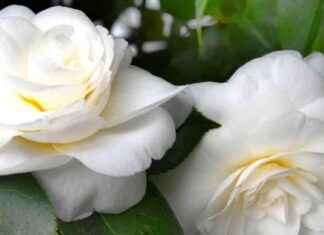 Kamelien: Tradition der Pflanzen in Sachsen – WELT kamelien-tradition-der-pflanzen-in-sachsen-welt