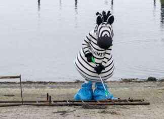 Karneval in Köln: Traditionen und Geheimnisse der Zebra-Kostüme karneval-in-kln-traditionen-und-geheimnisse-der-zebra-kostme