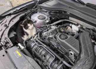 Katze in Motorhaube: Unglaubliche Reise auf Kilometer | SAT.1 NRW katze-in-motorhaube-unglaubliche-reise-auf-kilometer-sat1-nrw