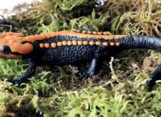 Krokodilmolche im Kölner Zoo: Alles, was Sie wissen müssen | SAT.1 NRW krokodilmolche-im-klner-zoo-alles-was-sie-wissen-mssen-sat1-nrw