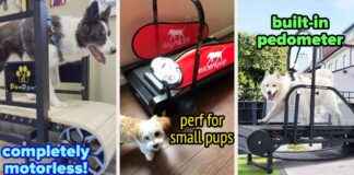 Laufbänder für Hunde: Mehr Bewegung zu Hause laufbnder-fr-hunde-mehr-bewegung-zu-hause